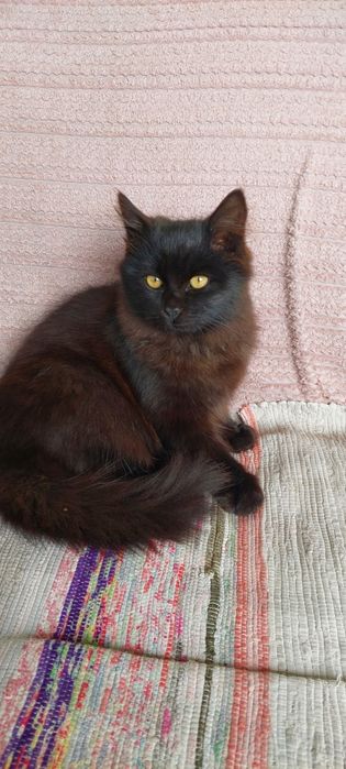 Отдадим в хорошие руки