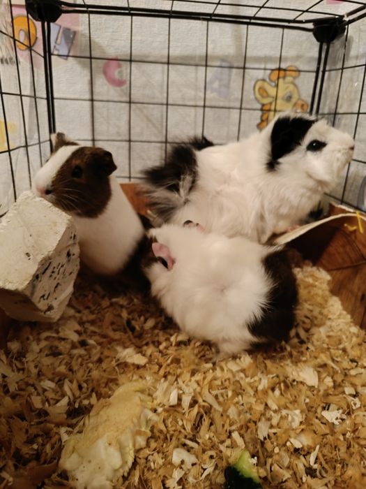 Морские свинки продам