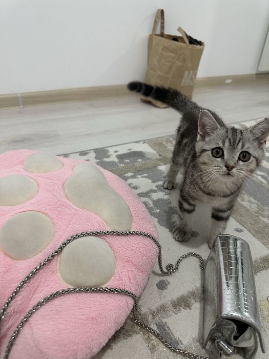 Продам шотландскую кошечку