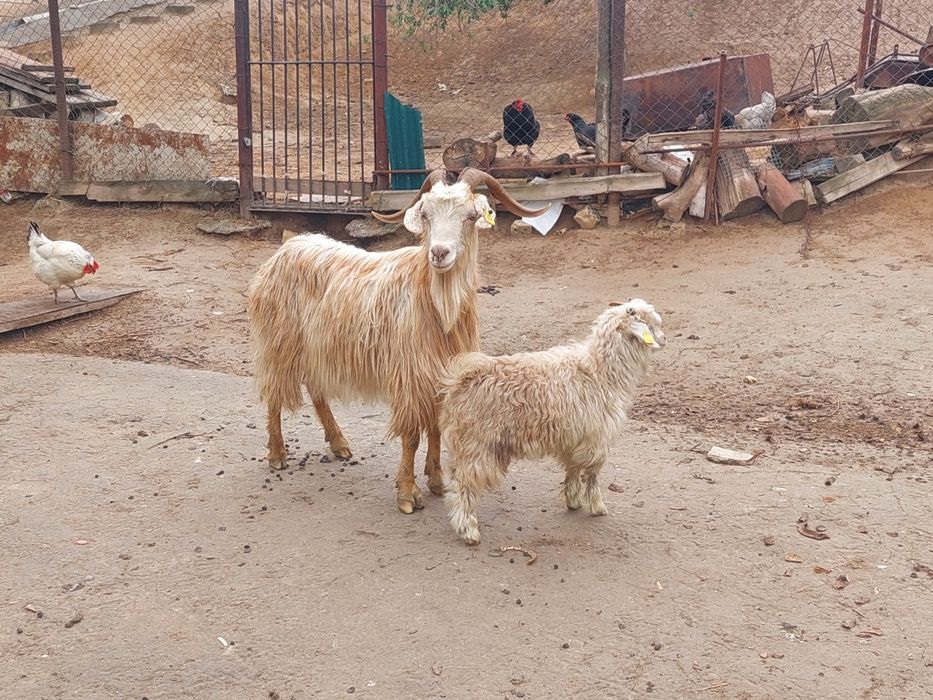 Жас ірі денелі лақты ешкі сатылады