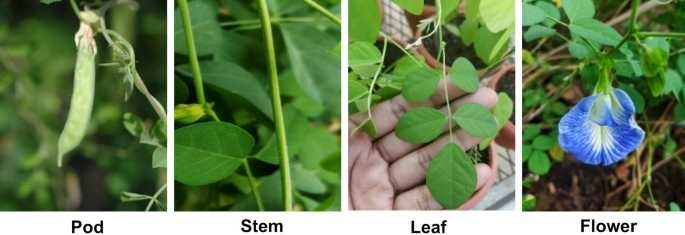 Клитория Тернатея Пеперуден Син Чай Очи Нервна Сист. Clitoria Ternatea