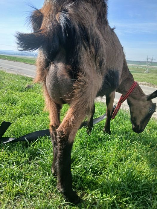 Se vinde capră cu doi pui alpin francez