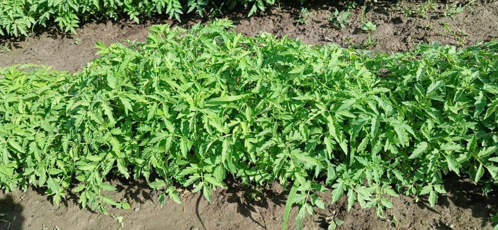 Продам рассаду помидор