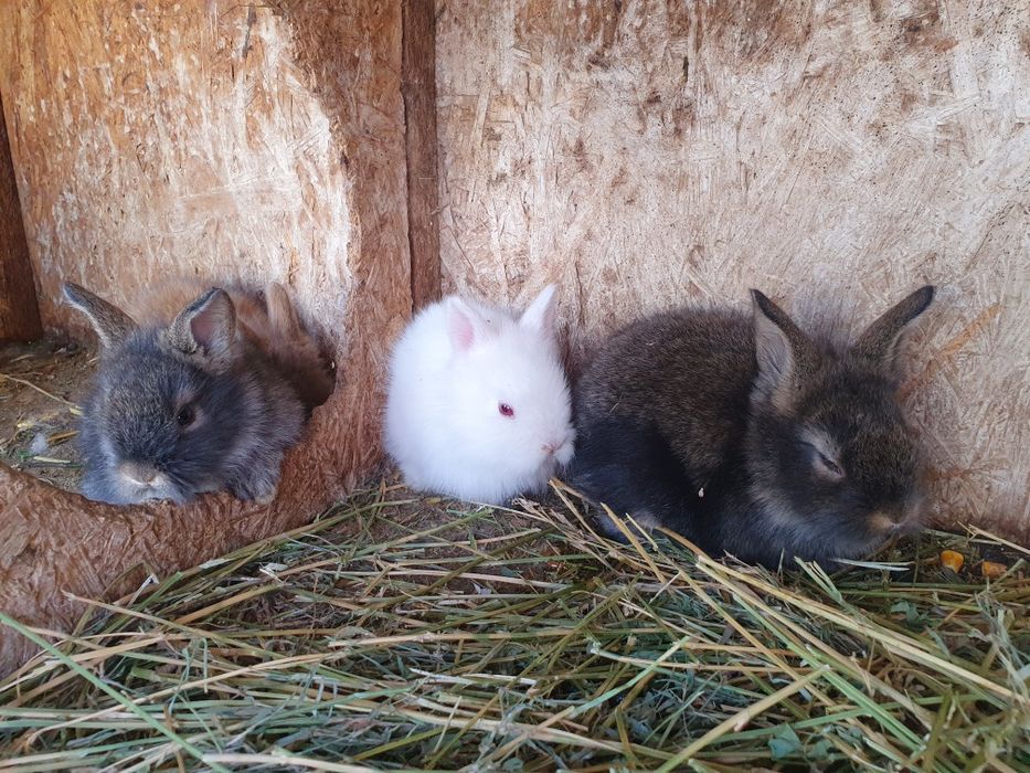 Iepurași pitici Cap de Leu pentru Paște – cadoul perfect