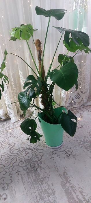 комнатные цветы для гостиной