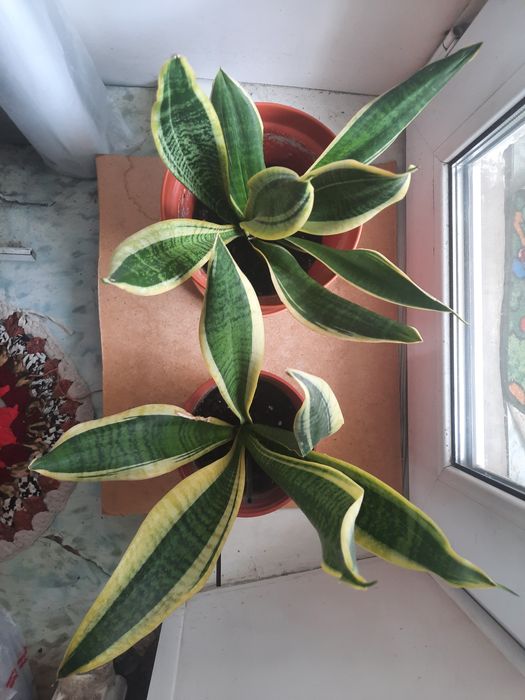 Комнатные и офисные цветы.