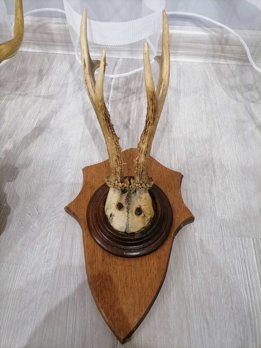 Еленови трофейчета