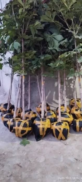 Optomga kashtan archa kashtan dup mujevelnik tuya archa va gullar