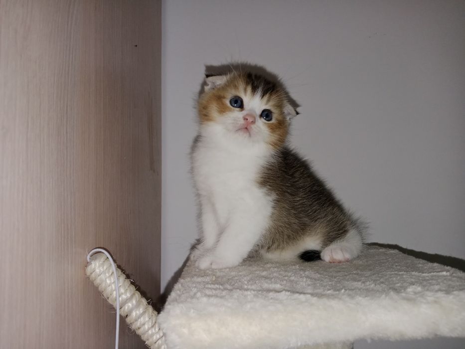 Скоттиш Фолд мальчик золотистый биколор