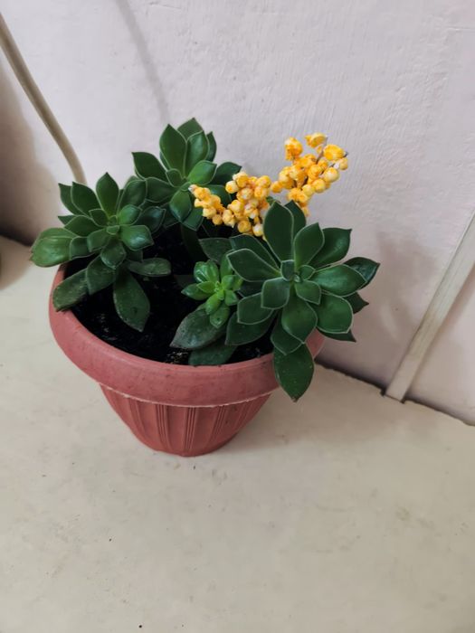 Суккуленты разные недорого продам