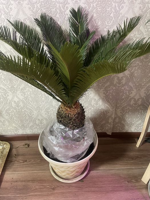 Цикас -Комнатная пальма