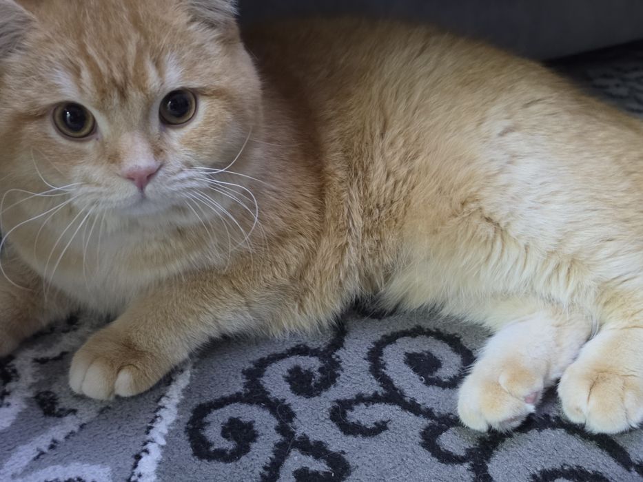 Срочно продается золотая шиншила мальчик 1.2г