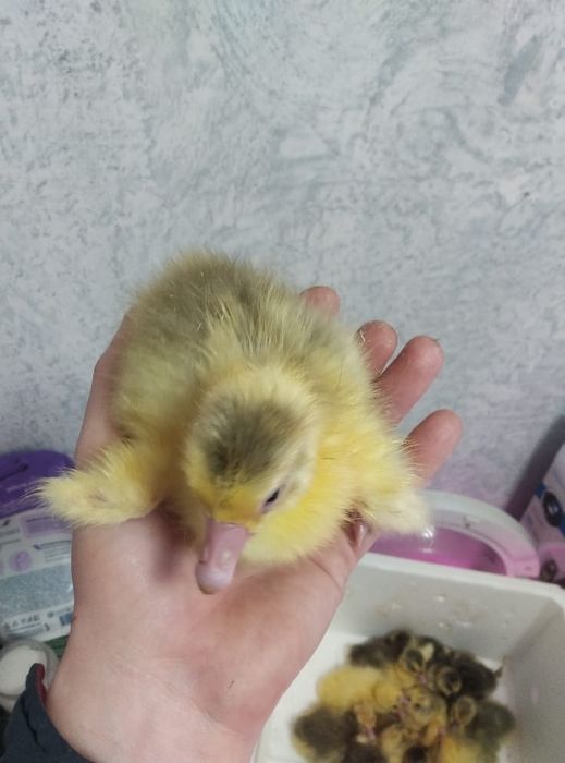 Продам гусят породы Линда