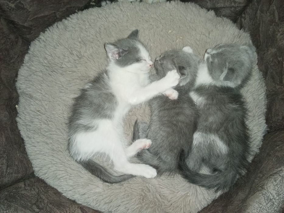 Веслоухая 3 котят