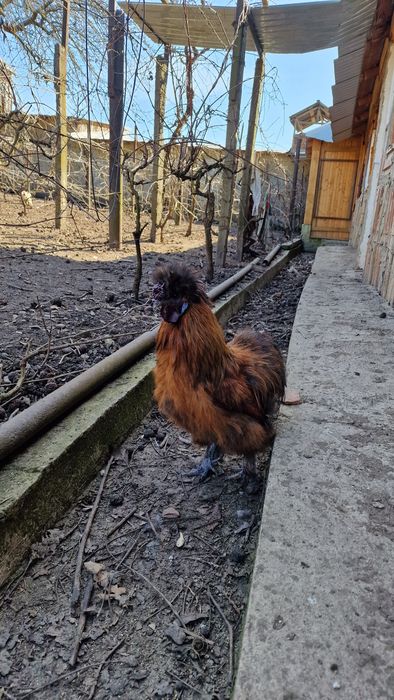 Cocoși Matase Japoneza