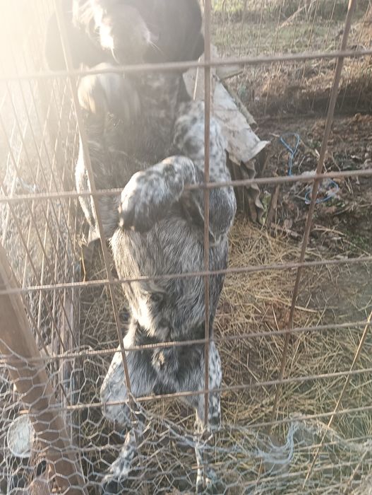 Cîne de vînătoare 2 ani