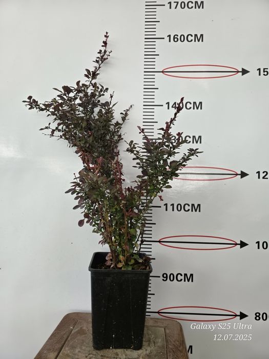 Хитойдан тугридан-тугри биринчи кул кучатлар