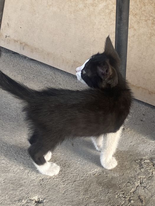 Отдам бесплатно домашних котят