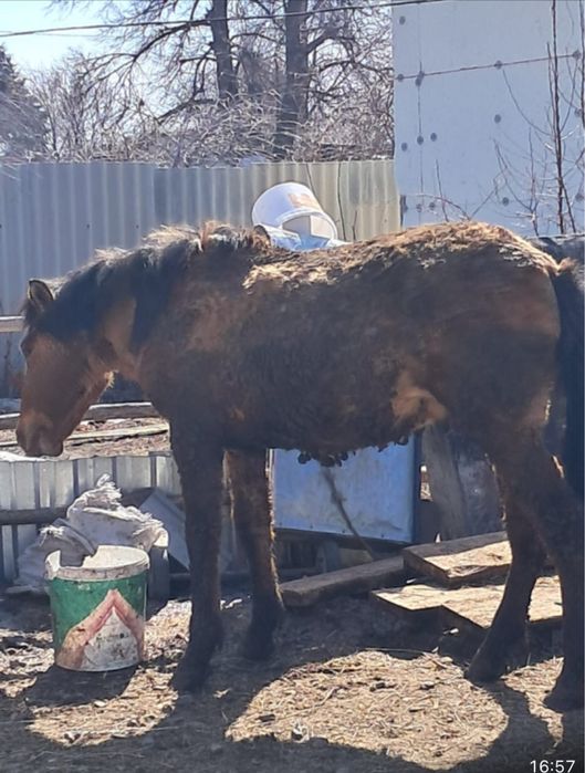 Продам лошадь с откорма