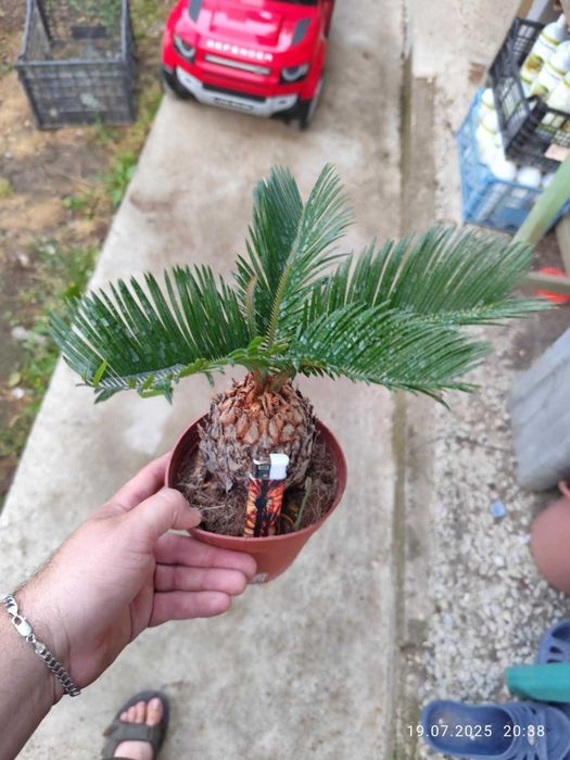 Цикас - Палма ,,