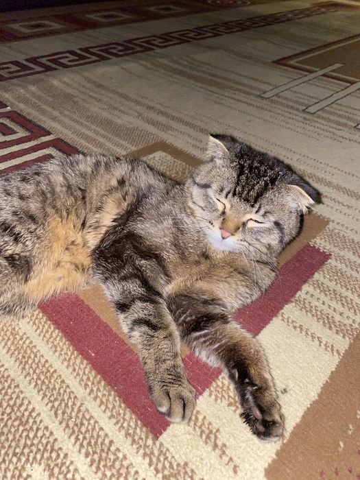 Продаётся вислоухий кот