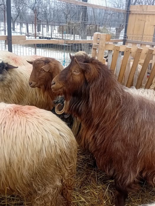 Vând sau schimb cu oi 2 țapi mari castrați