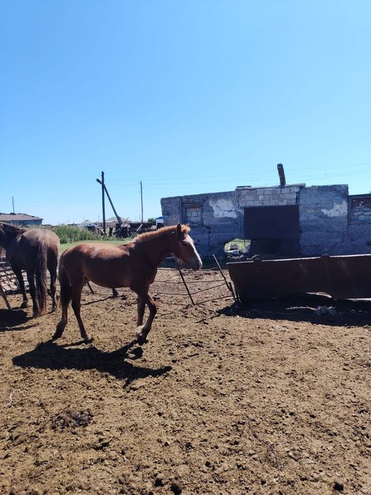Тяж тайлар сатылады