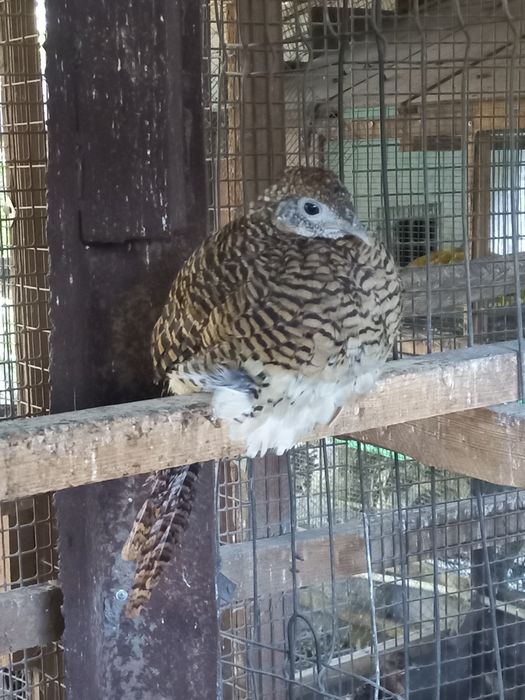 Фазан алмазный...