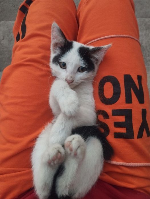 Отдам в хорошие добрые руки