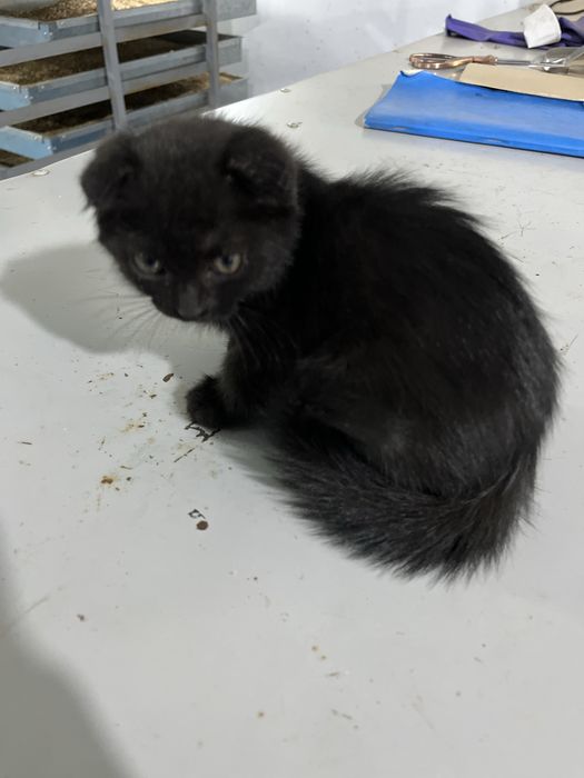 Шотланская  кошка