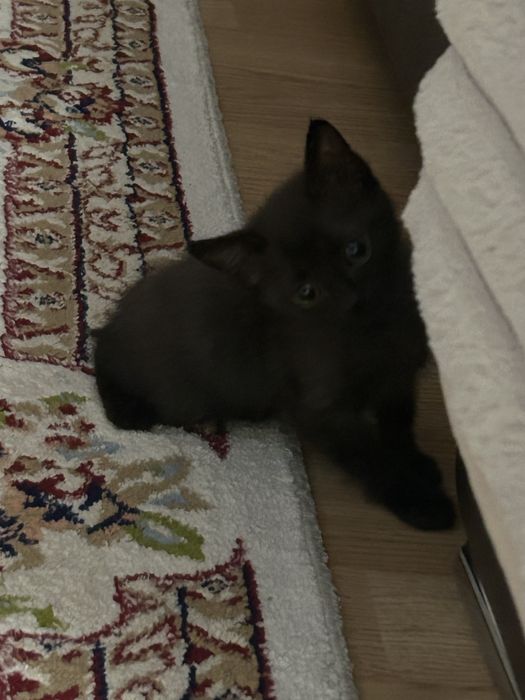 Кошечка месячная