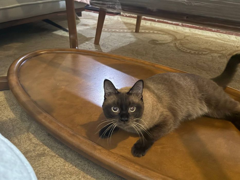 Кот хороший друг