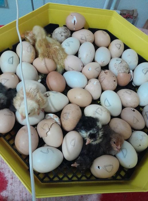 Vând incubator cleo 5