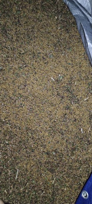 Vând sămânță de lucernă