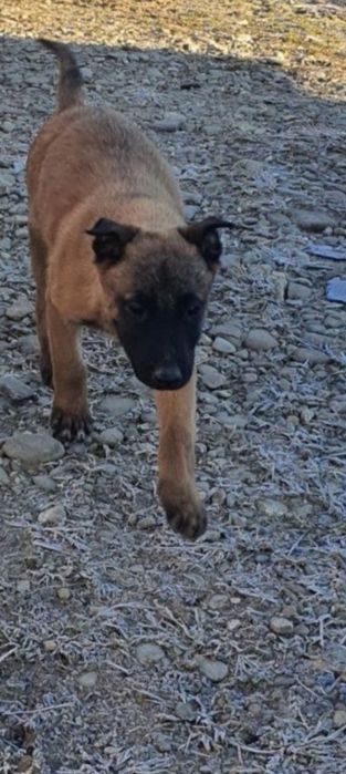 Mascul Ciobănesc Belgian Malinois