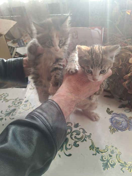 Отдам котят девочка и мальчик 2 месяца