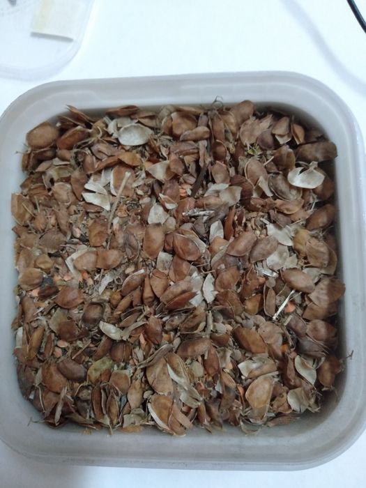 Отходы чечевицы, мешками 30 кг.