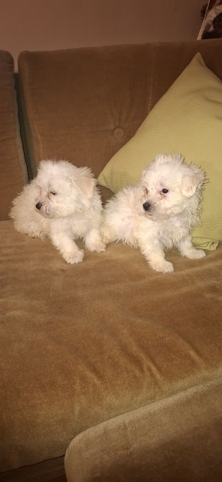 Малтийски болонки