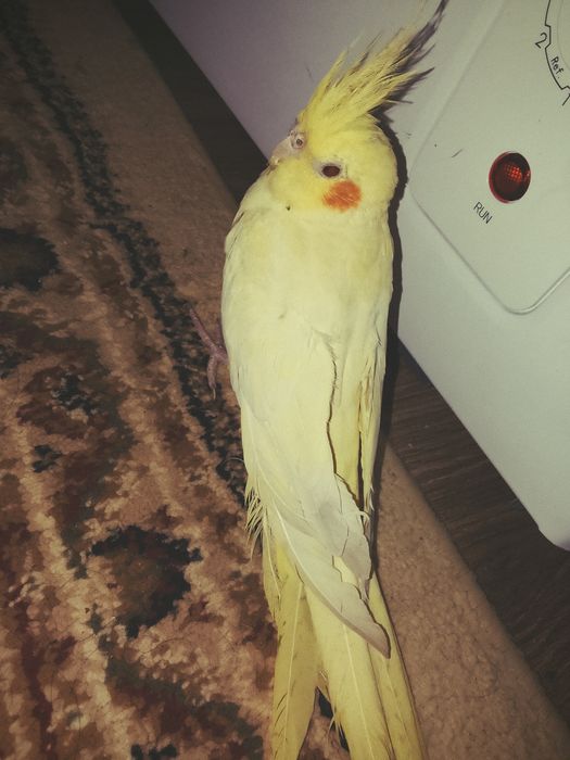 Корелла сатылады.