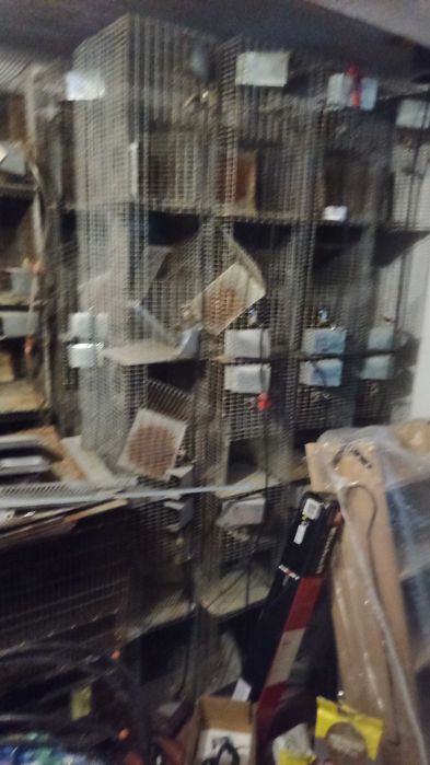 Custi Chinchilla, Iepuri