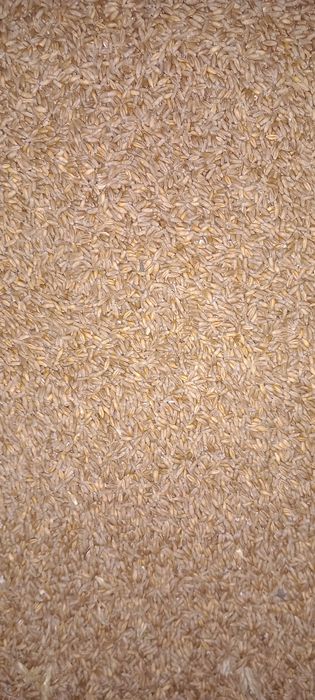 Orz si grau de vanzare 2025