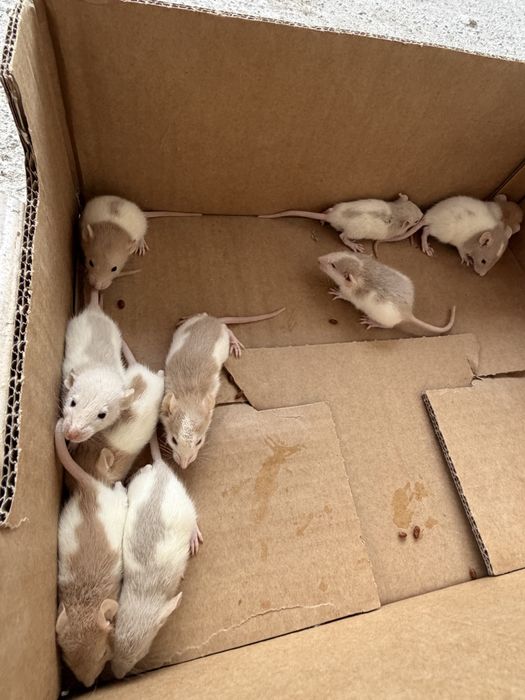 Vand soareci si sobolani de companie