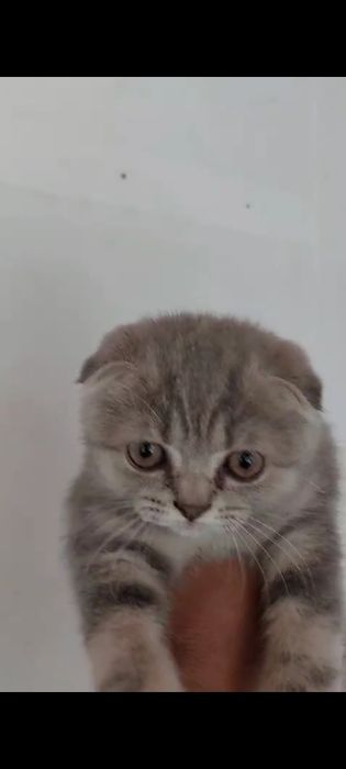 Продаю домашную котёнка