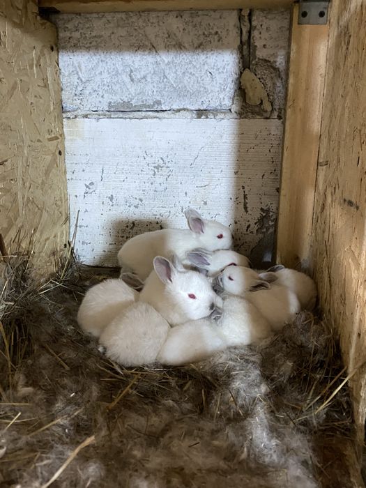 Продаются кролики.