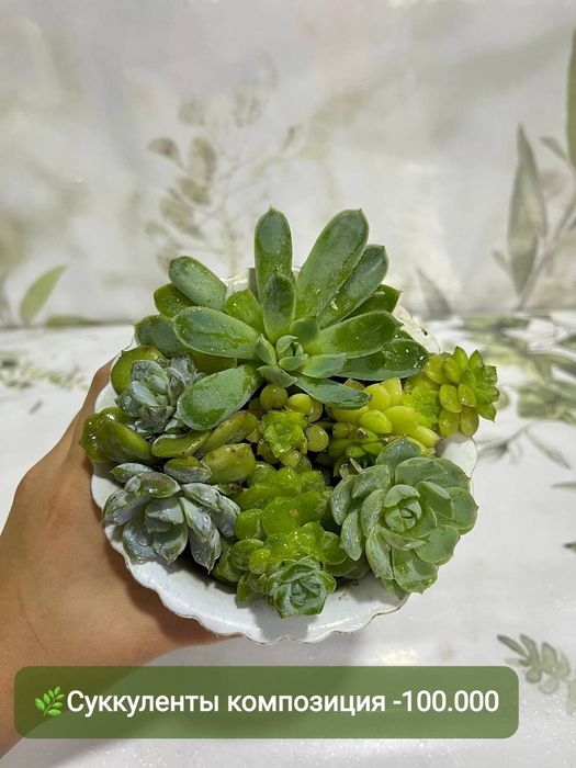 Продаются суккуленты