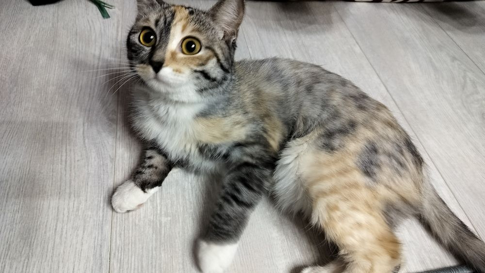 Кошка породистая