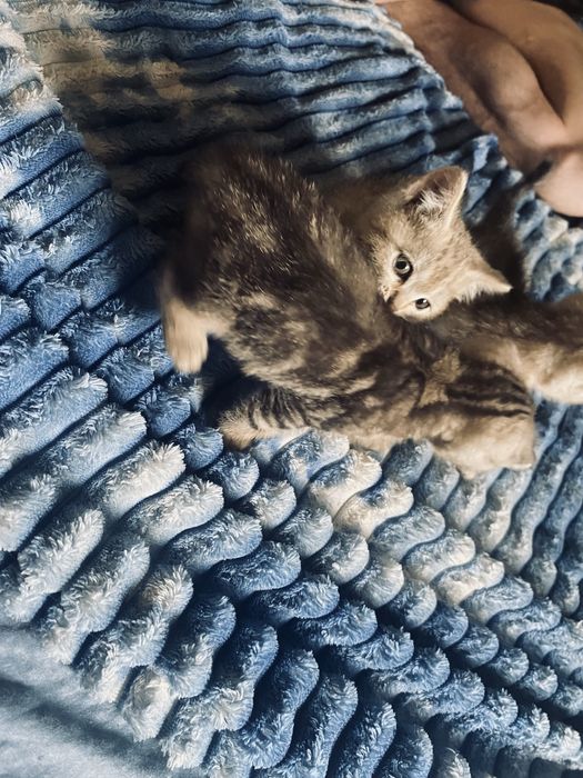 Продаются котята две девочки один мальчик.