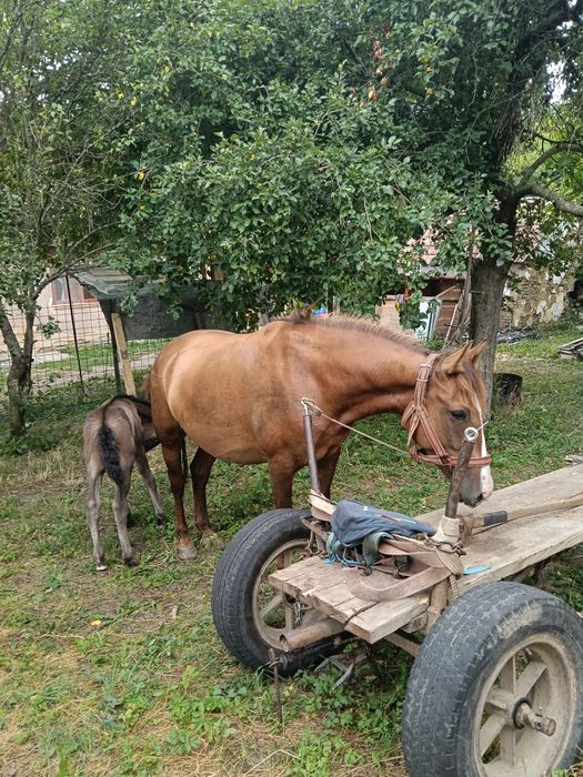 Iapa de 4 ani de vânzare sau schimb cu cal castrat