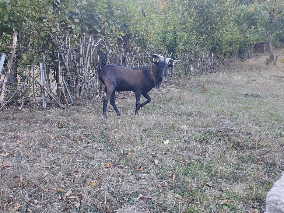 Țap alpin cu anglonubian