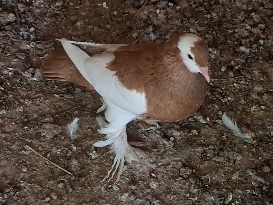 Turturele australiene și răzătoare